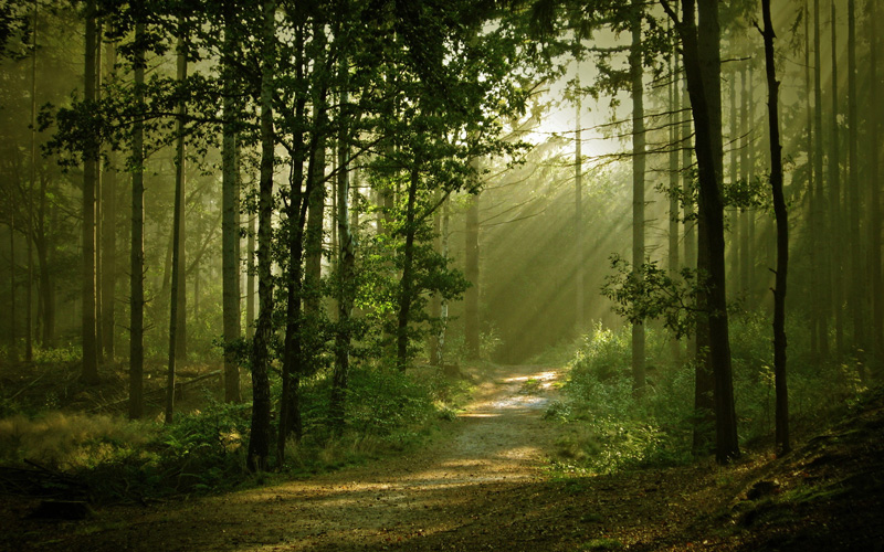 forêt écologie